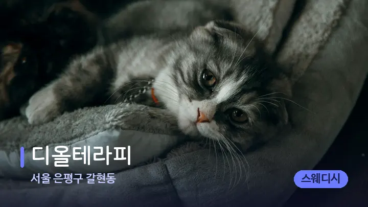 서울 은평구 갈현동 디올테라피 — 휴식 분위기의 스파 베드