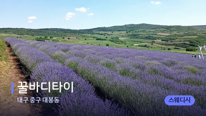 대구 중구 대봉동 꿀바디타이 — 아로마테라피 오일