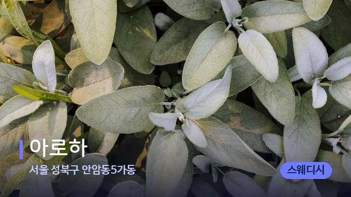 서울 성북구 안암동5가동 아로하 — 아로마테라피 오일