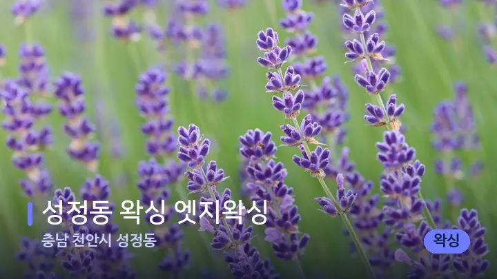 충남 천안시 성정동 성정동 왁싱 엣지왁싱 — 아로마테라피 오일