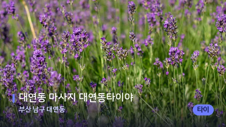 부산 남구 대연동 대연동 마사지 대연동타이야 — 아로마테라피 오일