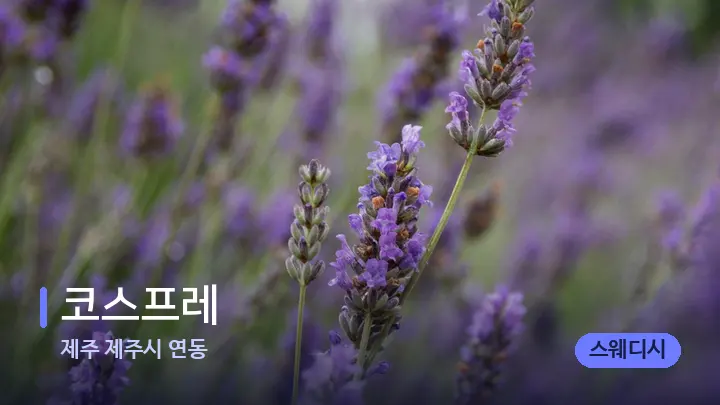 제주 제주시 연동 코스프레 — 아로마테라피 오일