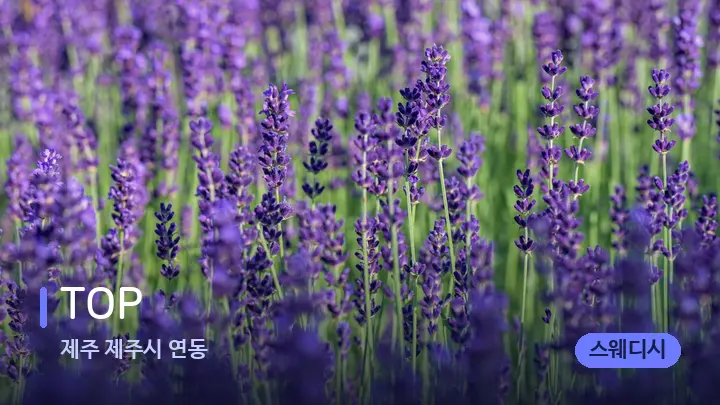 제주 제주시 연동 TOP — 아로마테라피 오일