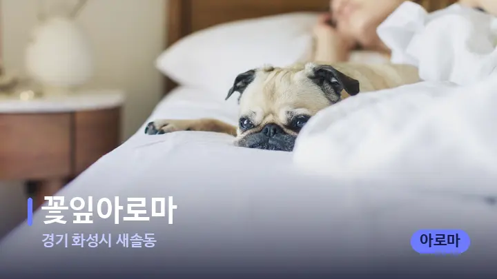 경기 화성시 새솔동 꽃잎아로마 — 휴식 분위기의 스파 베드
