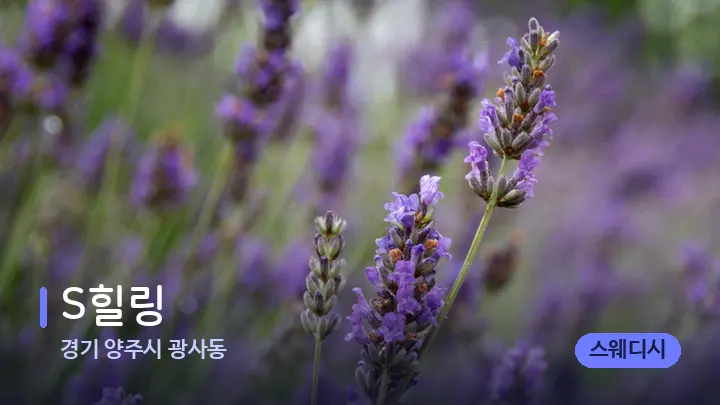 경기 양주시 광사동 S힐링 — 아로마테라피 오일
