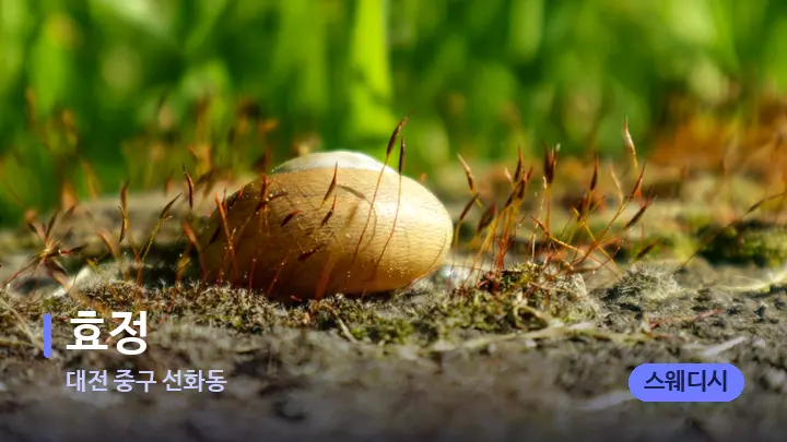 대전 중구 선화동 효정 — 마사지용 스톤