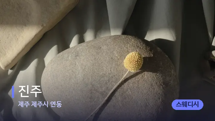 제주 제주시 연동 진주 — 마사지용 스톤