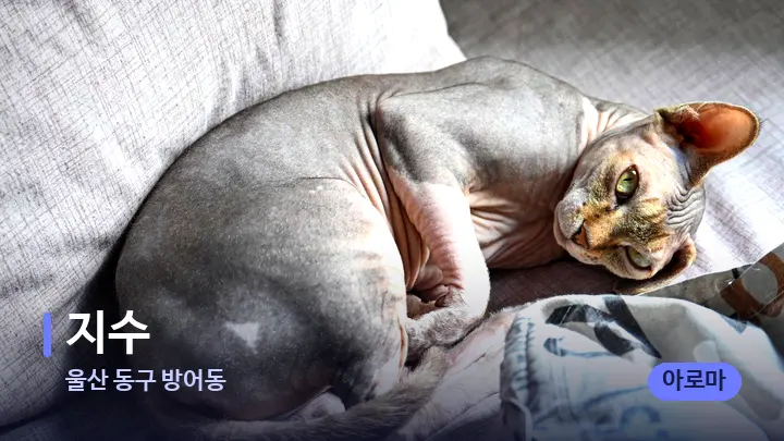울산 동구 방어동 지수 — 휴식 분위기의 스파 베드