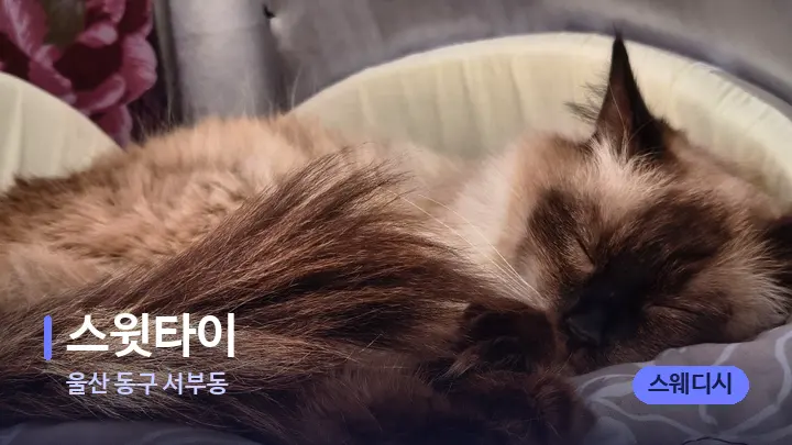 울산 동구 서부동 스윗타이 — 휴식 분위기의 스파 베드