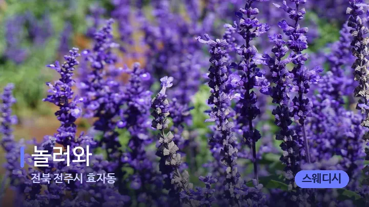 전북 전주시 효자동 놀러와 — 아로마테라피 오일