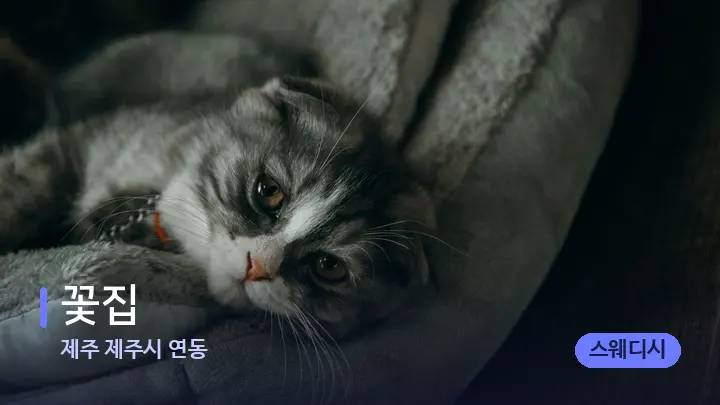 제주 제주시 연동 꽃집 — 휴식 분위기의 스파 베드