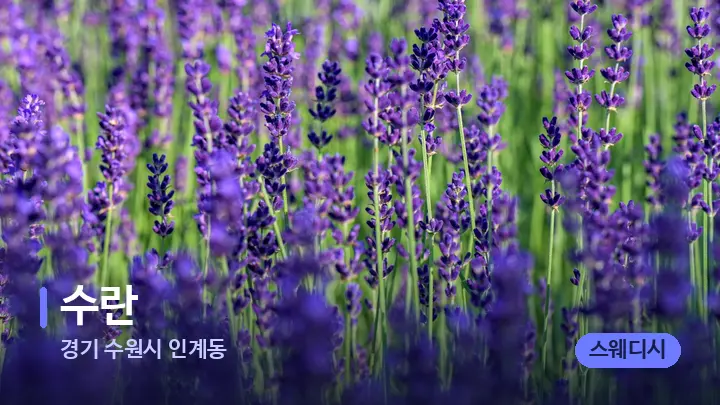 경기 수원시 인계동 수란 — 아로마테라피 오일