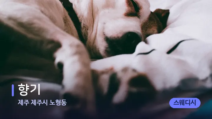 제주 제주시 노형동 향기 — 휴식 분위기의 스파 베드