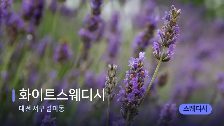 대전 서구 갈마동 화이트스웨디시 — 아로마테라피 오일