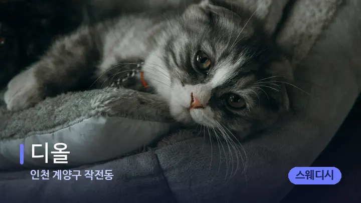 인천 계양구 작전동 디올 — 휴식 분위기의 스파 베드
